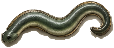 Eel