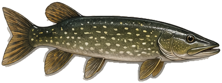 Pike